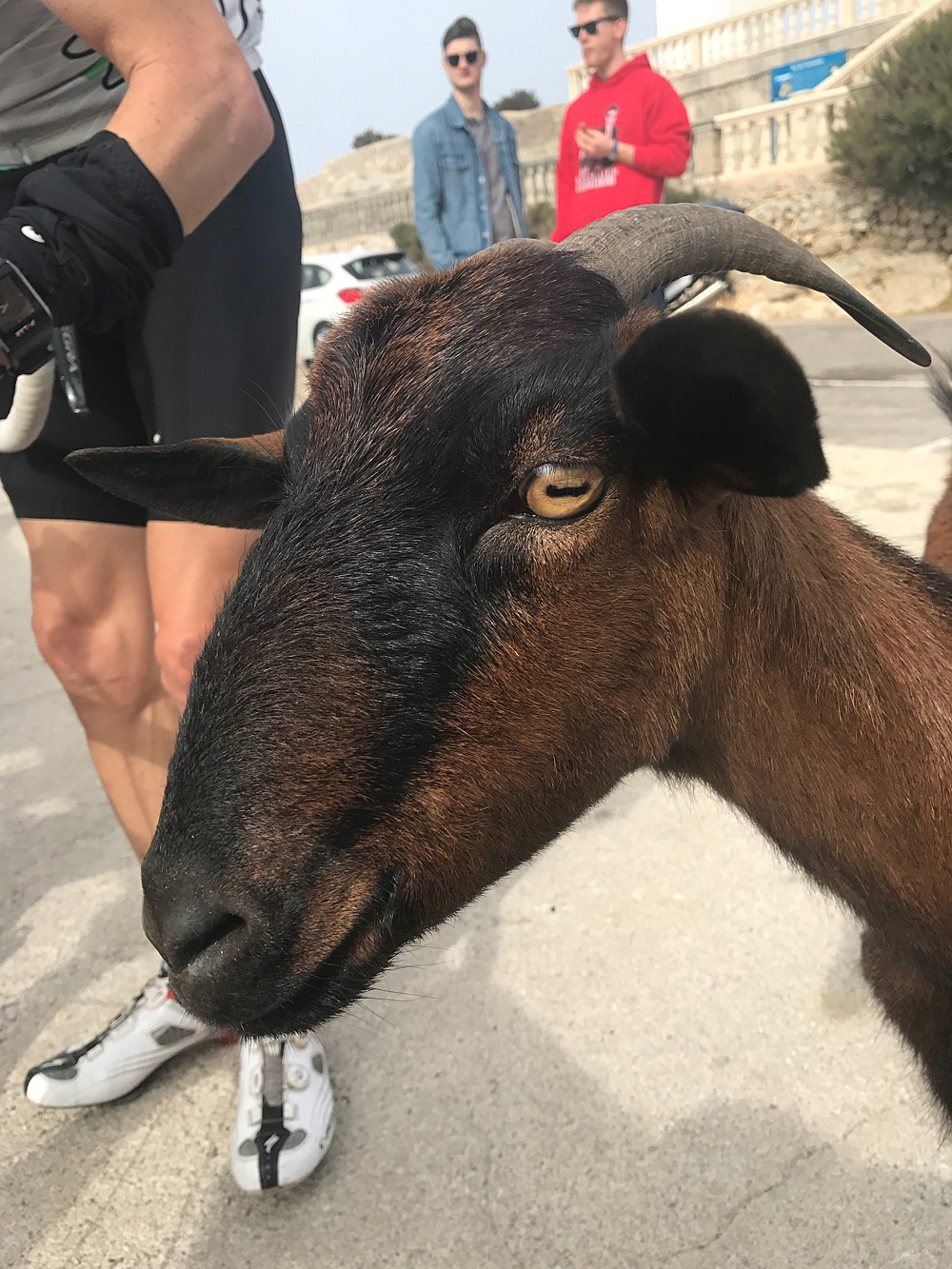 pirate17MallePacher03